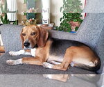 Small #11 Beagle
