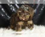Small #3 YorkiePoo