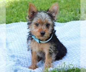 Yorkshire Terrier Puppy for sale in COSHOCTON, OH, USA