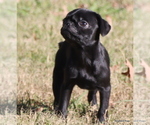 Small Photo #5 Pug Puppy For Sale in WINNSBORO, TX, USA