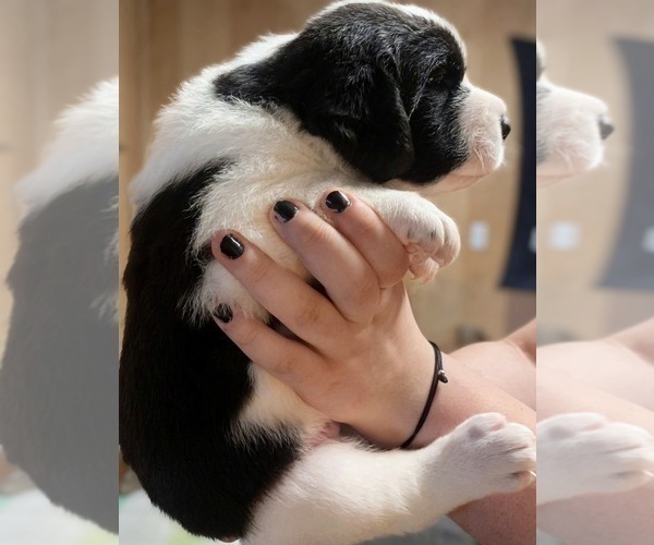 Medium Photo #3 Cane Corso-Saint Bernard Mix Puppy For Sale in WORCESTER, MA, USA
