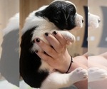 Small #2 Cane Corso-Saint Bernard Mix