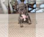 Small Photo #1 French Bulldog Puppy For Sale in HILTON, NY, USA