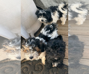 Yo-Chon Puppy for sale in ADAIRSVILLE, GA, USA