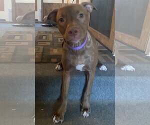 Staffordshire Bull Terrier-Unknown Mix Dogs for adoption in Marine City, MI, USA