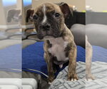 Small #3 Boxer Mix