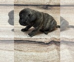 Small Photo #7 Pug Puppy For Sale in BRIDGEPORT, CT, USA