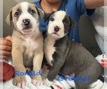 Small #1 American Pit Bull Terrier Mix