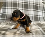 Small Photo #9 Doberman Pinscher Puppy For Sale in HALIFAX, MA, USA