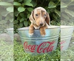 Finn - Male Dachshund Puppy for Sale - Photo #5