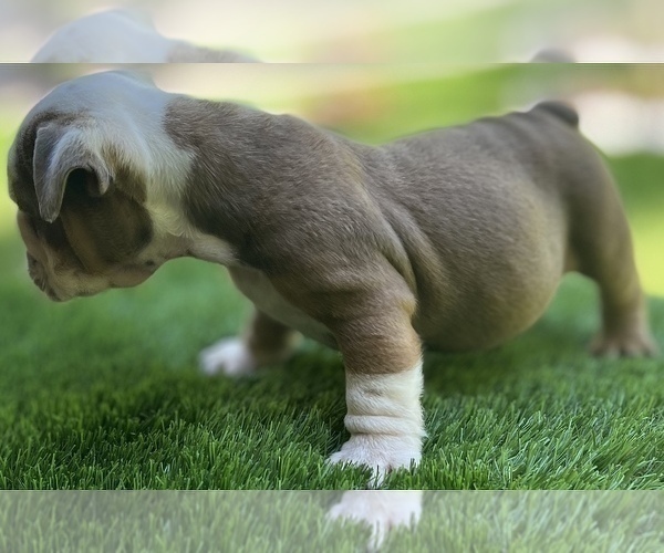 Medium Photo #8 Bulldog Puppy For Sale in STOCKBRIDGE, GA, USA