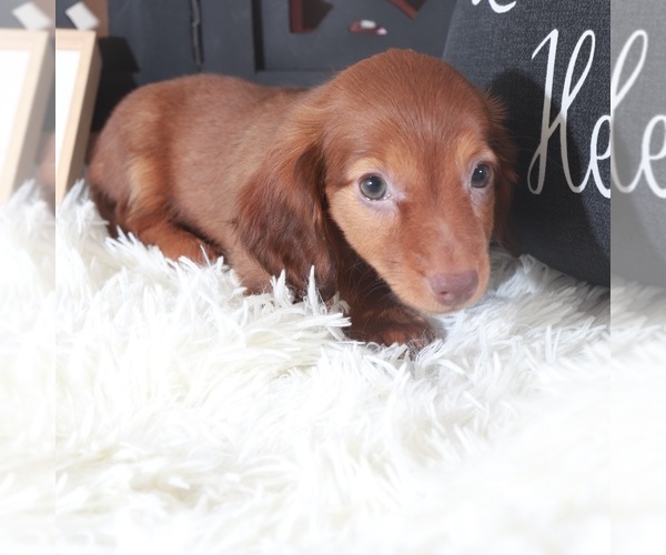 Medium Photo #5 Dachshund Puppy For Sale in MOUNT VERNON, OH, USA
