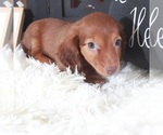Small #4 Dachshund