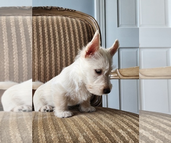 Medium Photo #4 Scottish Terrier Puppy For Sale in EVA, AL, USA