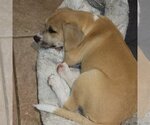 Small #5 Beagle Mix