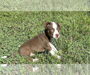 Mutt Dogs for adoption in Zellwood, FL, USA