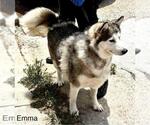 Small #2 Alaskan Malamute