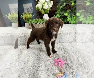 Australian Retriever Puppy for Sale in GREENFIELD, Indiana USA