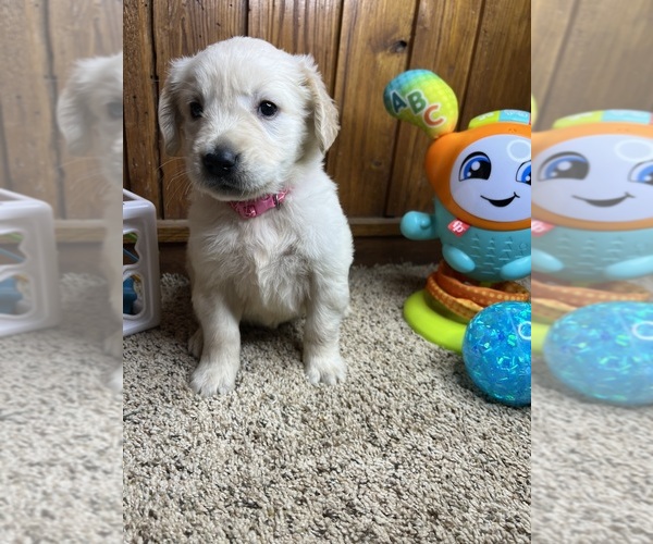 Medium Photo #1 Golden Retriever Puppy For Sale in NEOLA, WV, USA