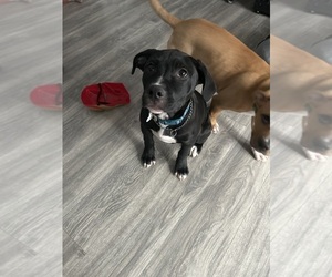Medium American Pit Bull Terrier