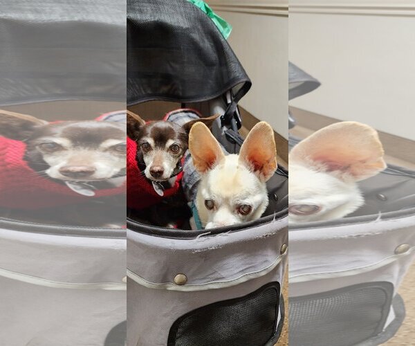 Medium Photo #11 Chihuahua Puppy For Sale in  Ramona, CA, USA