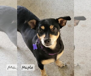 Maple - Female Chihuahua-Unknown Mix Dog for Adoption - Photo #6