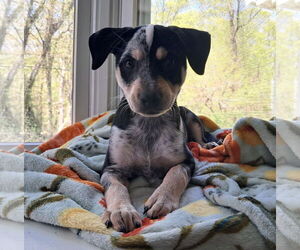 Dachshund-Unknown Mix Dogs for adoption in Wakefield, RI, USA