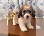 Litter of 4 - Male(s) and Female(s) Cockapoo (Miniature)Litter of Puppies for Sale - Photo #26