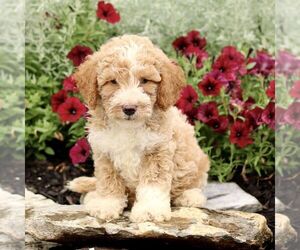 Goldendoodle (Miniature) Puppy for sale in LITITZ, PA, USA