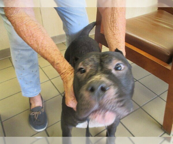Medium Photo #1 American Staffordshire Terrier Puppy For Sale in Ocala, FL, USA