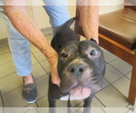 Small American Staffordshire Terrier