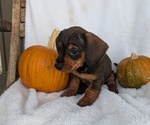 Puppy Yeti Dachshund