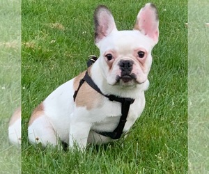 French Bulldog Puppy for sale in FEDERAL WAY, WA, USA