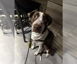Small #2 American Pit Bull Terrier Mix