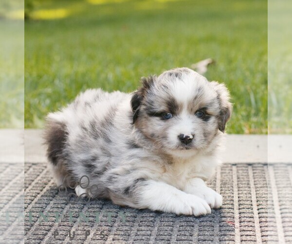 Medium Photo #4 Miniature Australian Shepherd Puppy For Sale in COATESVILLE, PA, USA
