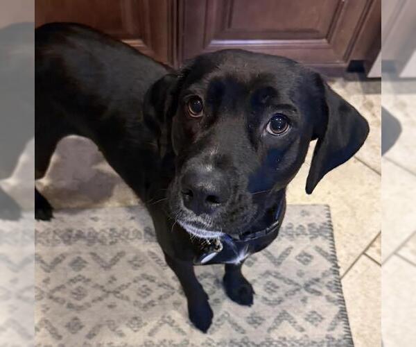Medium Photo #5 Labrador Retriever-Unknown Mix Puppy For Sale in San Diego, CA, USA