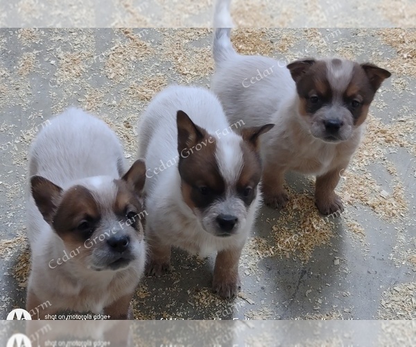 Full screen Photo #7 Australian Cattle Dog Puppy For Sale in WINGATE, NC, USA