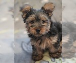 Puppy 2 Yorkshire Terrier