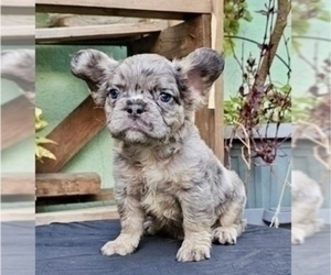 French Bulldog Puppy for sale in CHICAGO, IL, USA