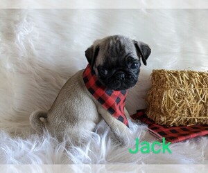 Pug Puppy for sale in LEBANON, PA, USA
