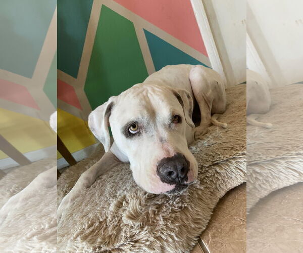 Medium Photo #1 Bulldog-Staffordshire Bull Terrier Mix Puppy For Sale in Chandler, AZ, USA