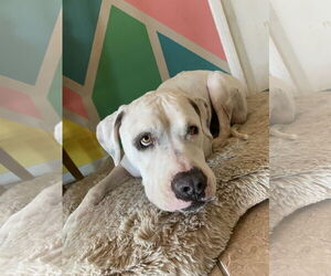 Bulldog-Staffordshire Bull Terrier Mix Dogs for adoption in Chandler, AZ, USA