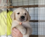 Small Photo #6 Golden Retriever Puppy For Sale in MOUNT CRAWFORD, VA, USA