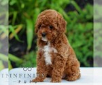 Small #2 Goldendoodle (Miniature)