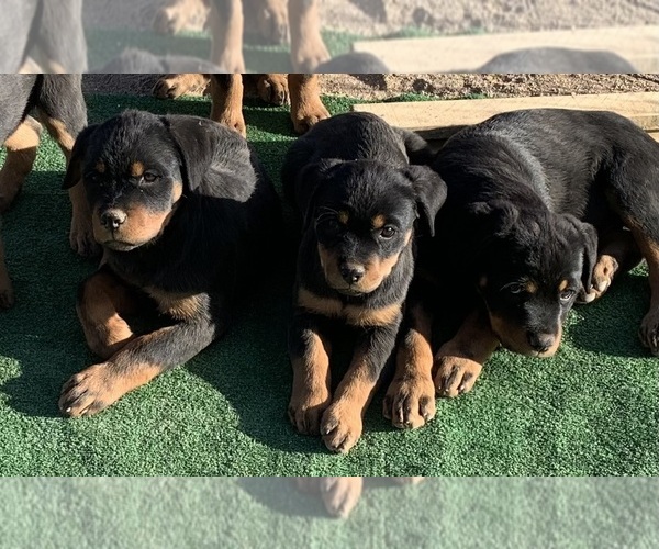 Medium Photo #1 Rottweiler Puppy For Sale in VICTORVILLE, CA, USA