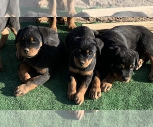 Rottweiler Puppy for sale in VICTORVILLE, CA, USA