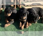 Small Rottweiler