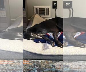 Greyhound Dogs for adoption in Cherry Hill, NJ, USA