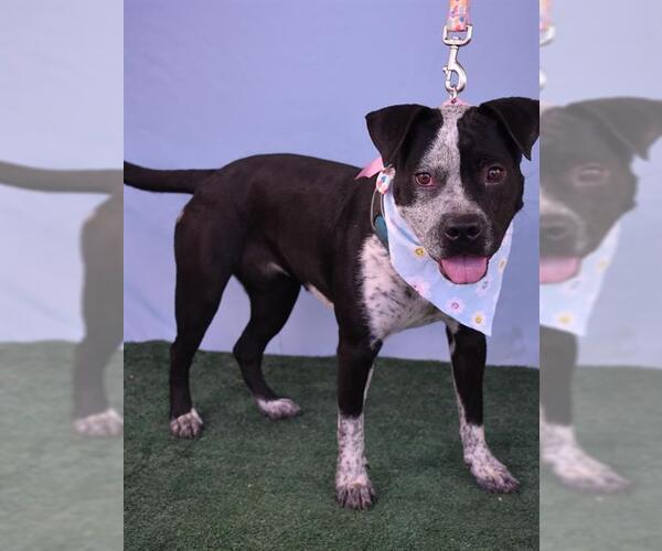 Medium Photo #2 American Pit Bull Terrier-Unknown Mix Puppy For Sale in Bakersfield, CA, USA