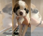 Puppy Loki Cane Corso-Saint Bernard Mix